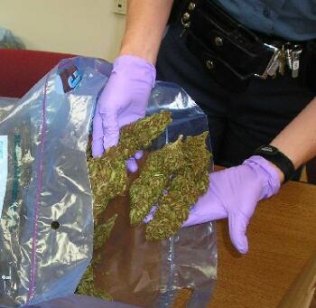 marijuana drugs dope arrest confiscated pot